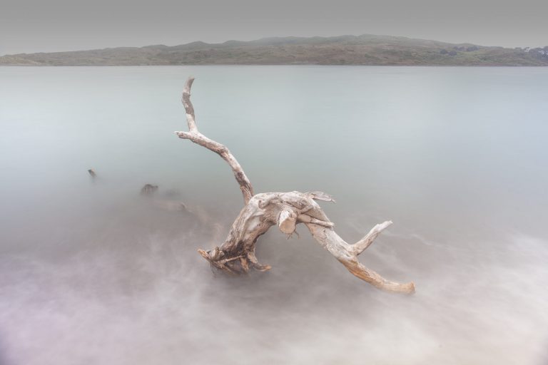 Tracie Heasman Driftwood